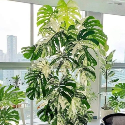 OrnamentalplantStore store logo