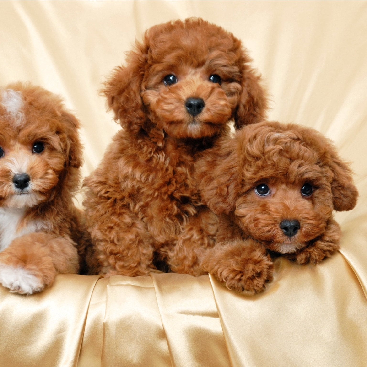 Той пудель жизнь. Карликовый пудель карликовый пудель. Карликовый той пудель. Той пудель. Той пудель жизнь.