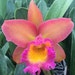 Premium Rare Orchids