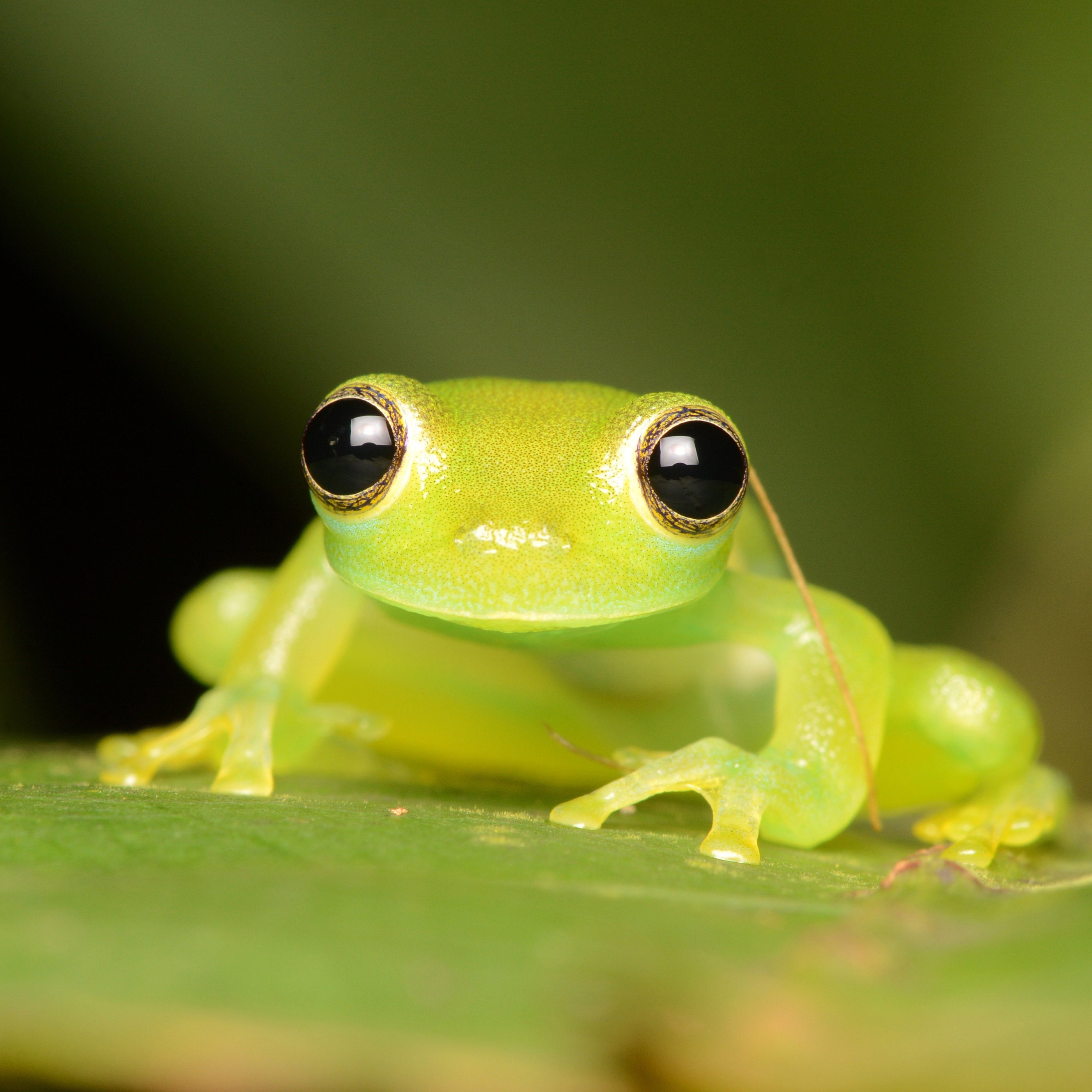 Puppy-eyed Glass Frog -- Spiny Glass Frog in Costa Rica, wildlife print,  nature print