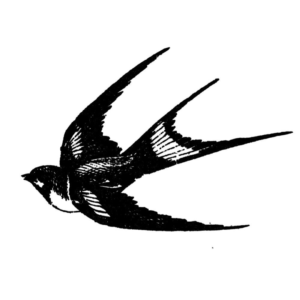 ласточки никитин. стриж на белом фоне. ласточка карандашом. стриж без фона. стриж рисунок.