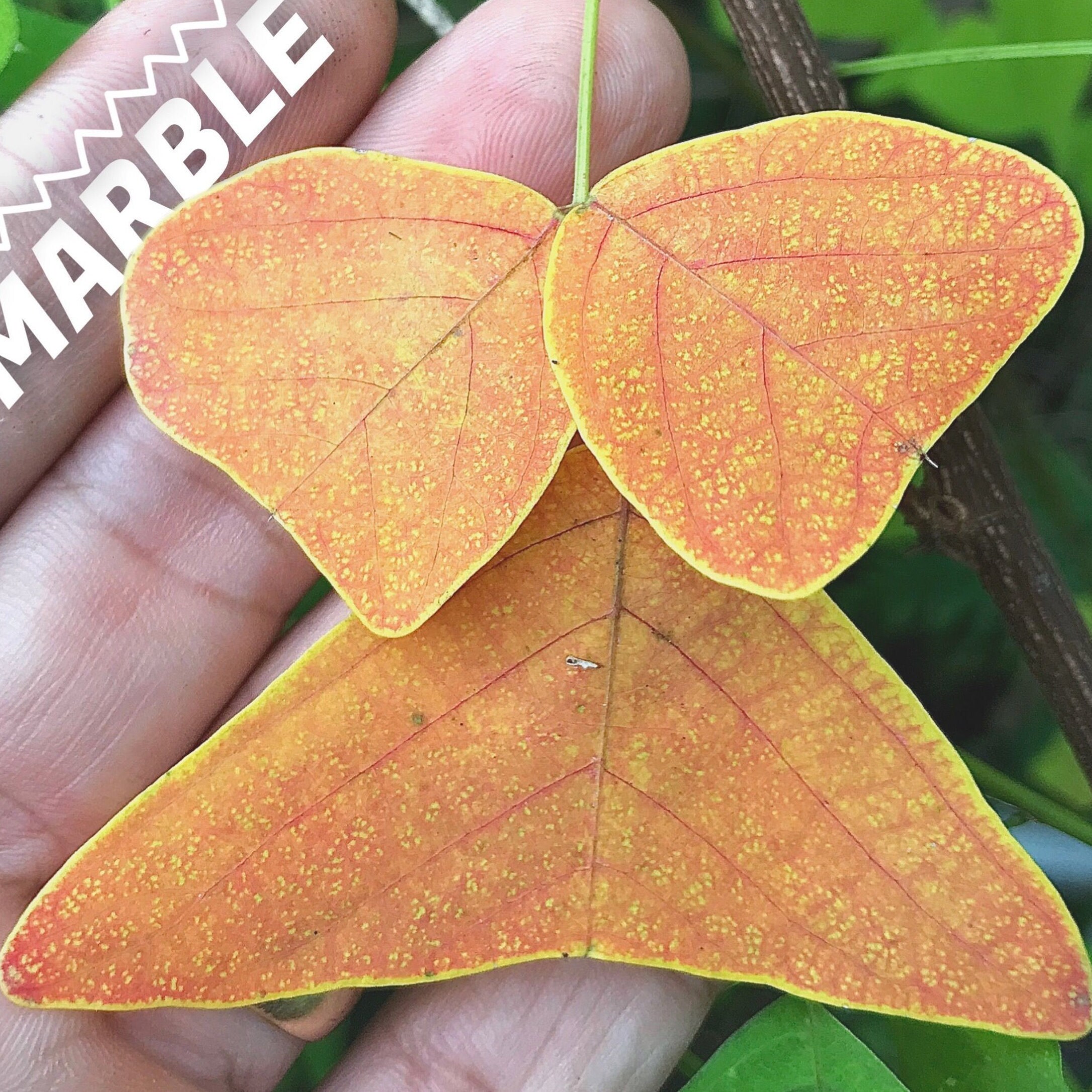 Nuevo Grande Ala De Mariposa mountainii Rojo Hoja Christia planta Resh Orgánico Semillas