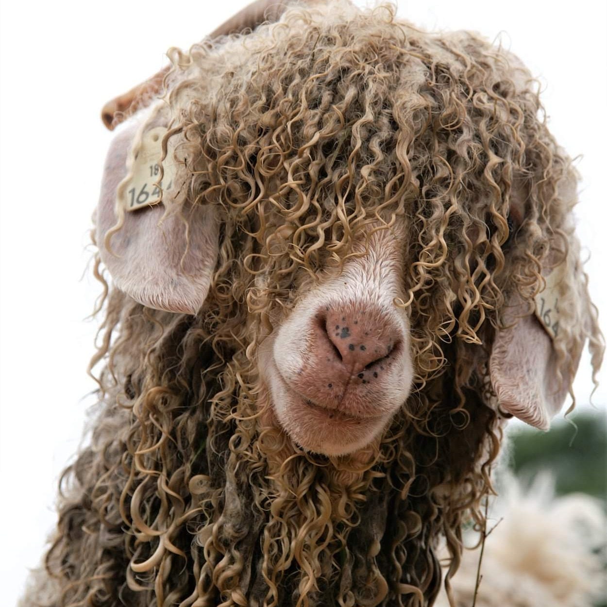 Blue Mix Tones Curly Wool 6 Breeds of Curly Wool Sheep 100 ...