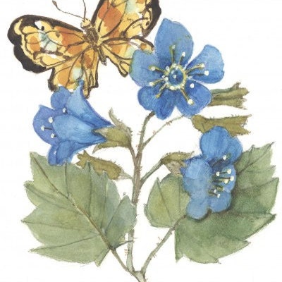 Cherub with Wren 9 x 7 lithograph