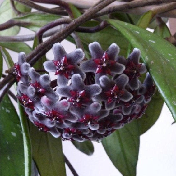Hoya pubicalyx Royal Hawaiian Purple