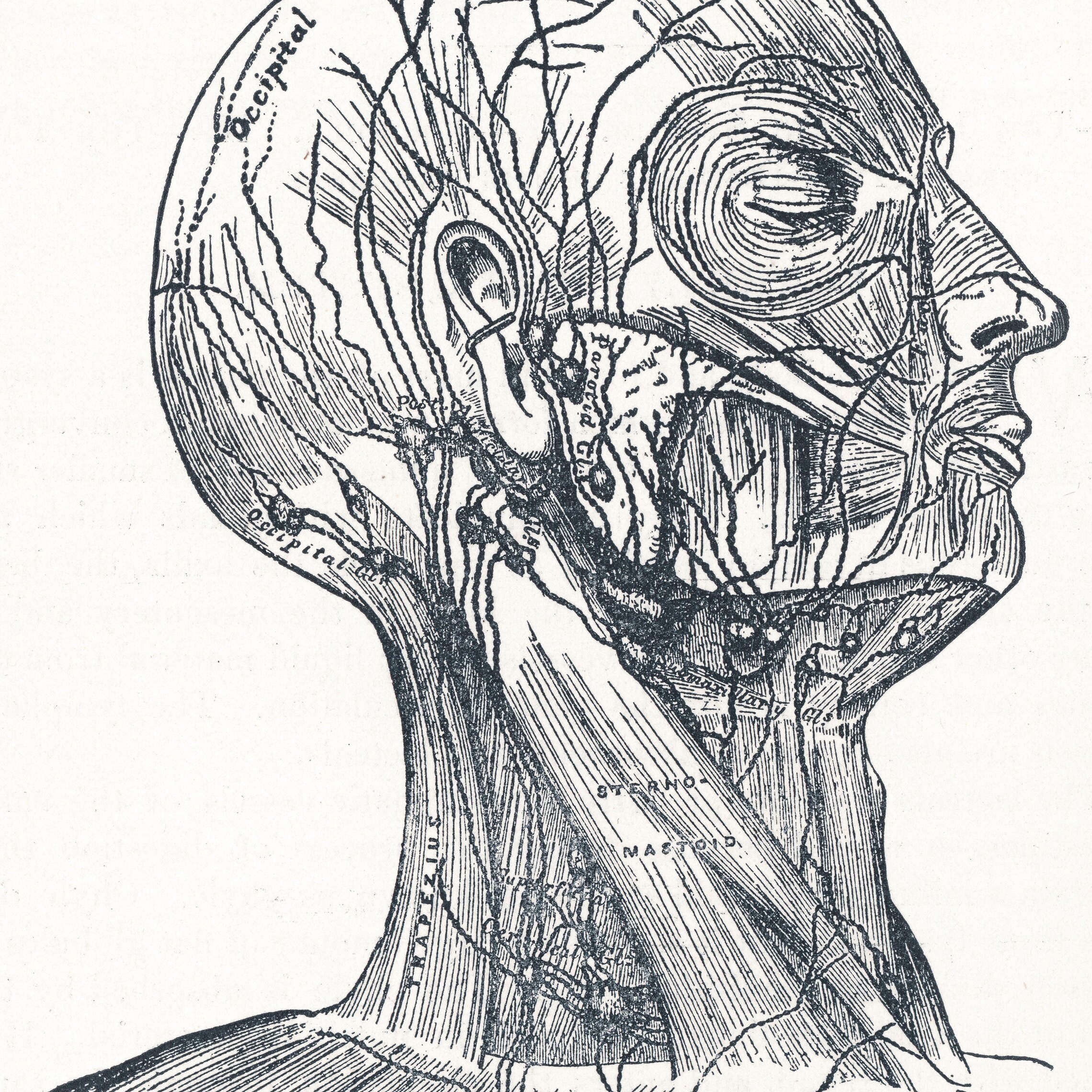 Antike Vintage-Schwarz & Weiß Comet Lady Fee Mystic Zeichnung | Etsy