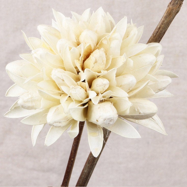 Mazzo di fiori secchi fiori di paglia Phalaris bianco giallo  30 cm-804967-GELB