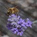 Hive and Honey Apiary