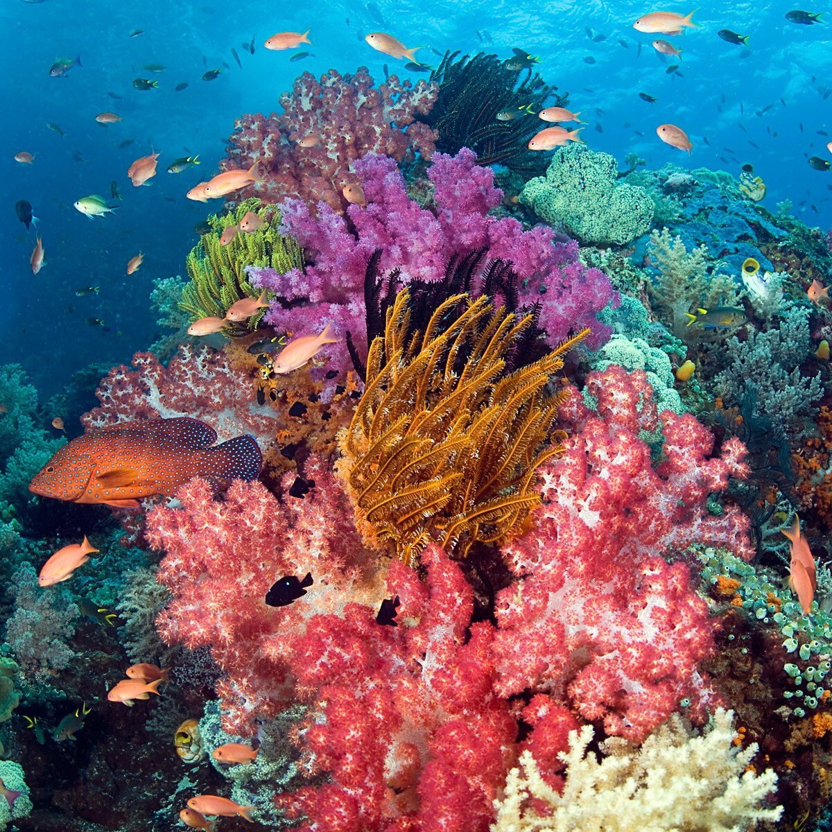 Растения красного моря