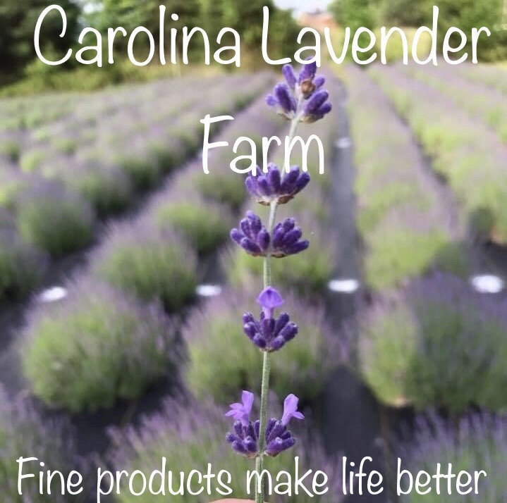 Lavender Live Plants, Spa Plants, Aromatic Herb, Well Rooted Plugs