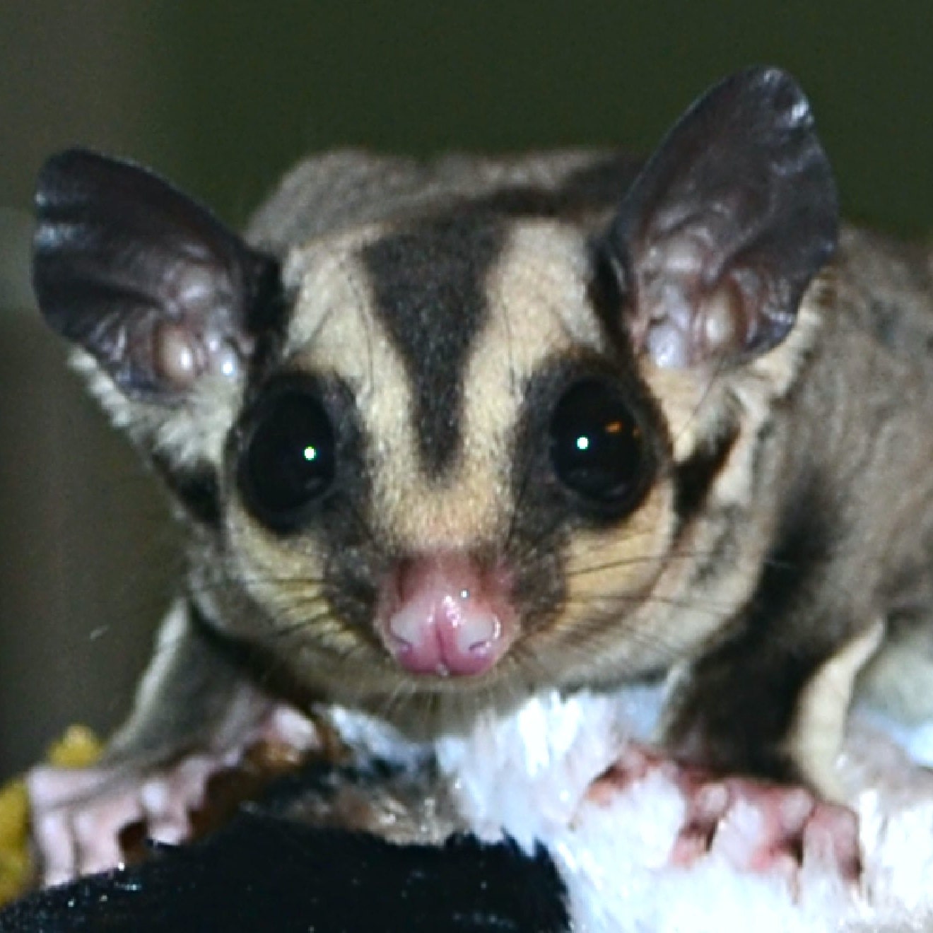 Unique High Quality Custom Made Sugar Glider by Glidethrulife