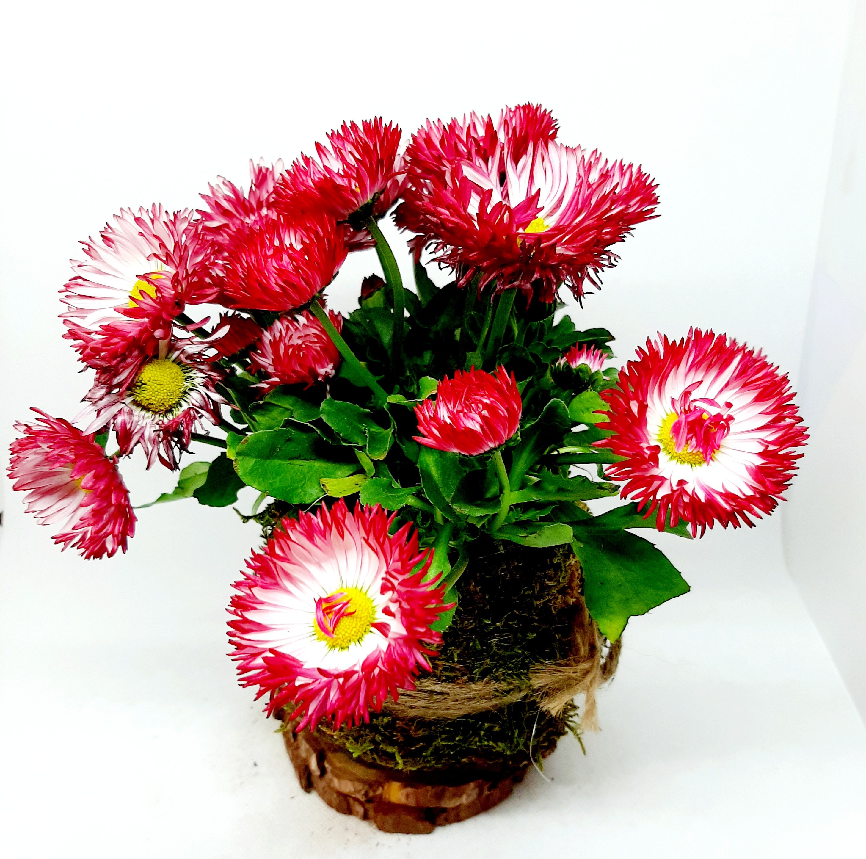 Realizziamo Kokine Kokedama O Bonsai Volanti Von Lekokine Auf Etsy