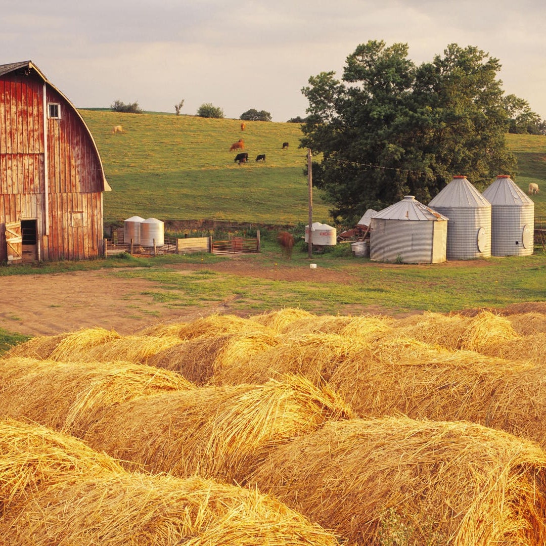 Farm Alphabet | Art Print