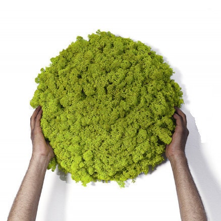 Pannelli di Lichene Stabilizzato 50x50 cm Nature Green Nordico Scandinavo