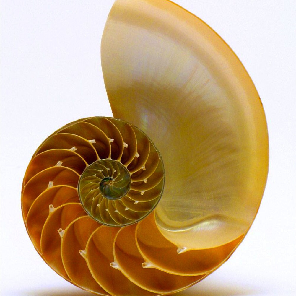 Духи в виде раковины