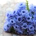 Bluerosebride