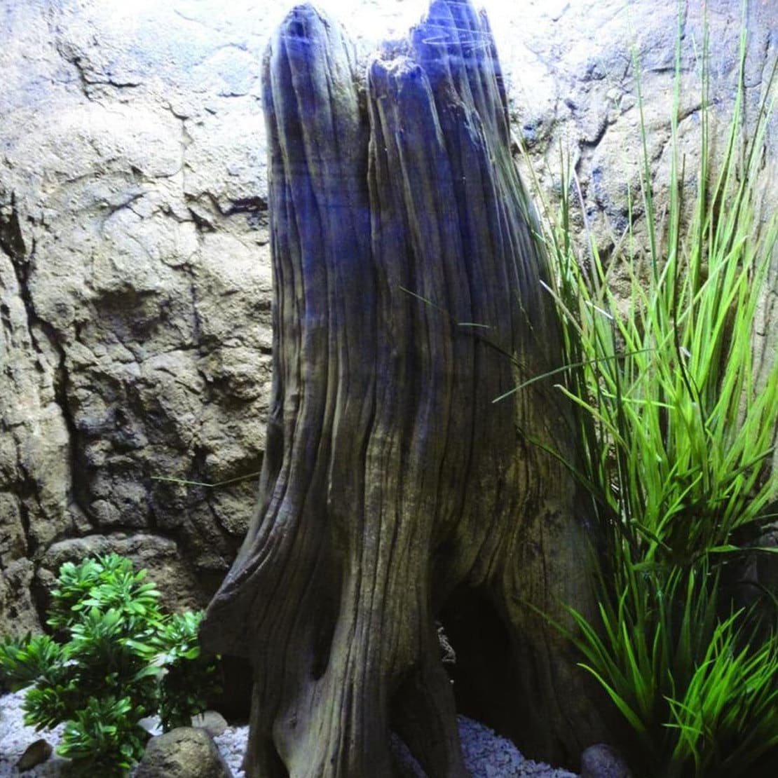 FuninCrea Accessoires de décoration pour aquarium - Grottes - Combat les  poissons - Cachette - Tunnels en céramique - Décoration pour aquarium - Pour  le masquage et l'élevage de crevettes - Crâne : : Animalerie