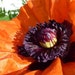FullBloomSupplies