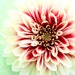 SugarloveDIY