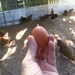 TheChickenHouseTote