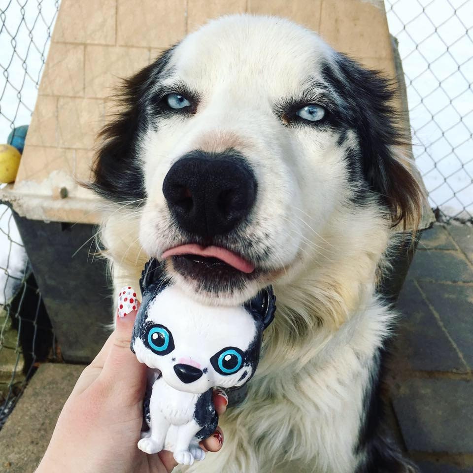 Funko pop siberian outlet husky
