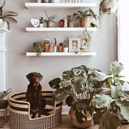 design dua moses pod