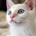 catatopiafurniture