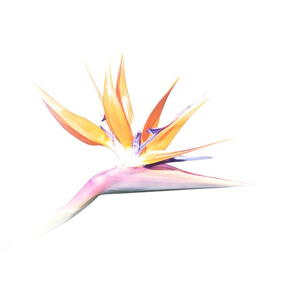 Set of 3 Shell Prints, Shell Print Set, Seashell Print Set, Shell ...