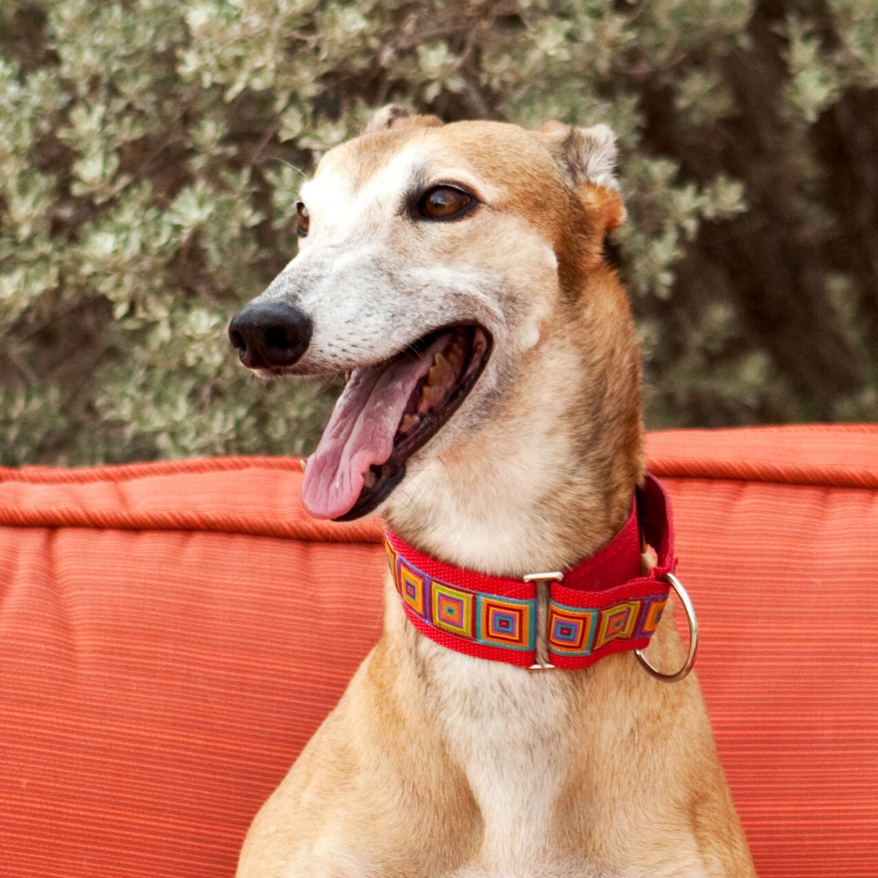 Greyt hound collars Clearance