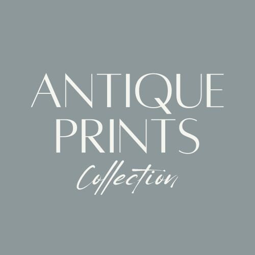 AntiquePrintsCollect store logo