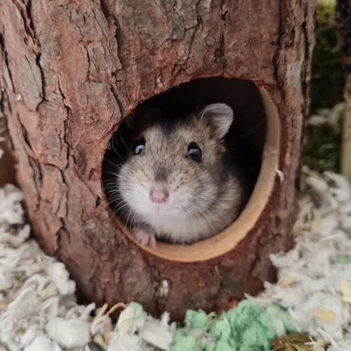 HamsterlifeProducts store logo