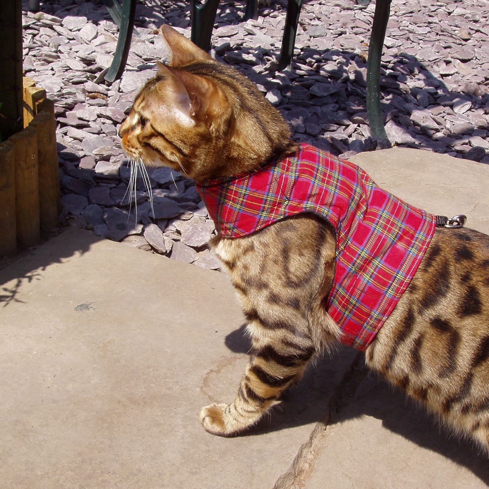 Mynwoodcatjackets Etsy