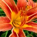 MysticLily