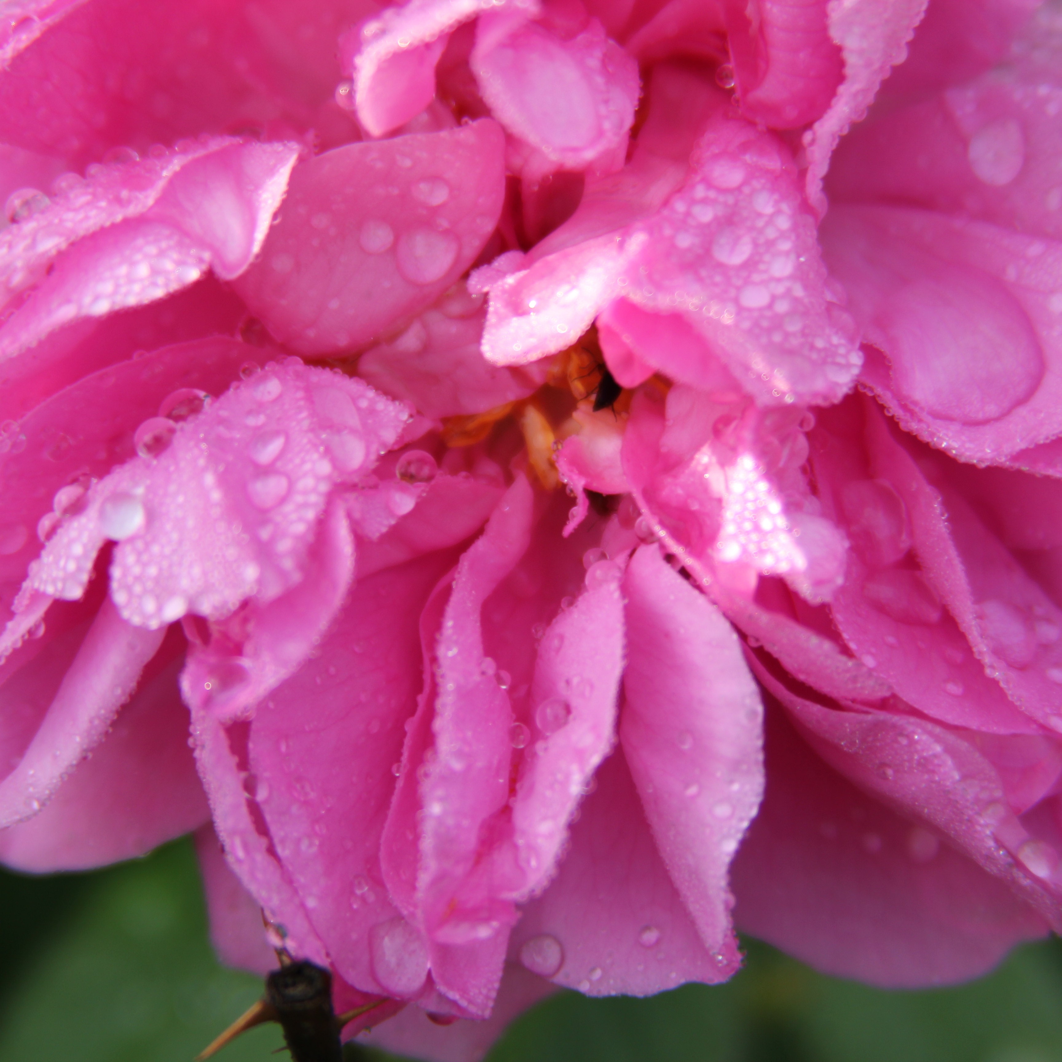 Whole Rose Buds Dried Loose Tea Rosa Damascena Superior Quality Fragrance &  Fresh Flower Buds 