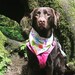MonkeyDogDesigns