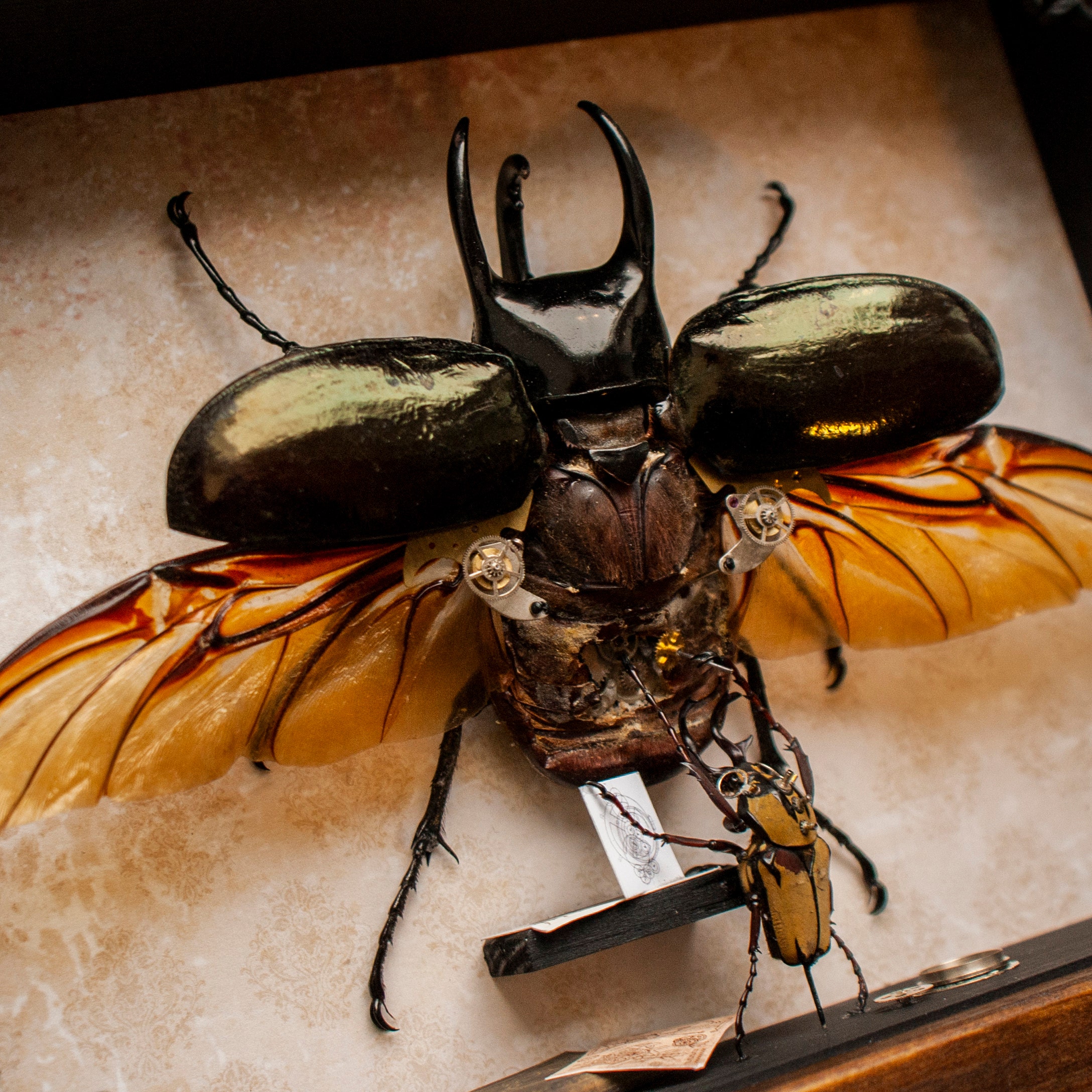 Real Framed Butterflies and Insect Art Displays by WoodFlyShop