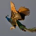 SteamPoweredPeacock