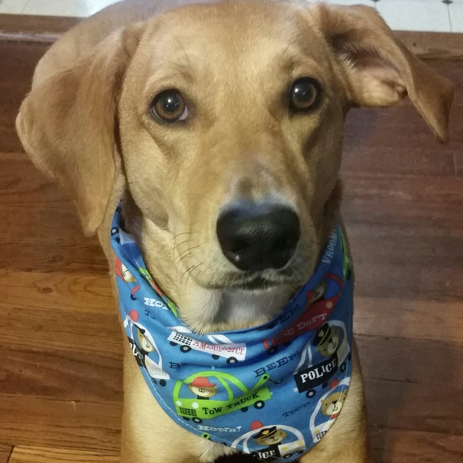 louisville dog bandana