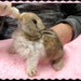 SaveABunny Rabbit Rescue