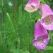 fennelandfoxglove