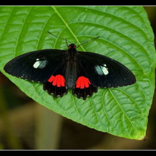 TITHOREA HARMONIA unmounted butterfly