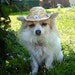 LillysDogCollection
