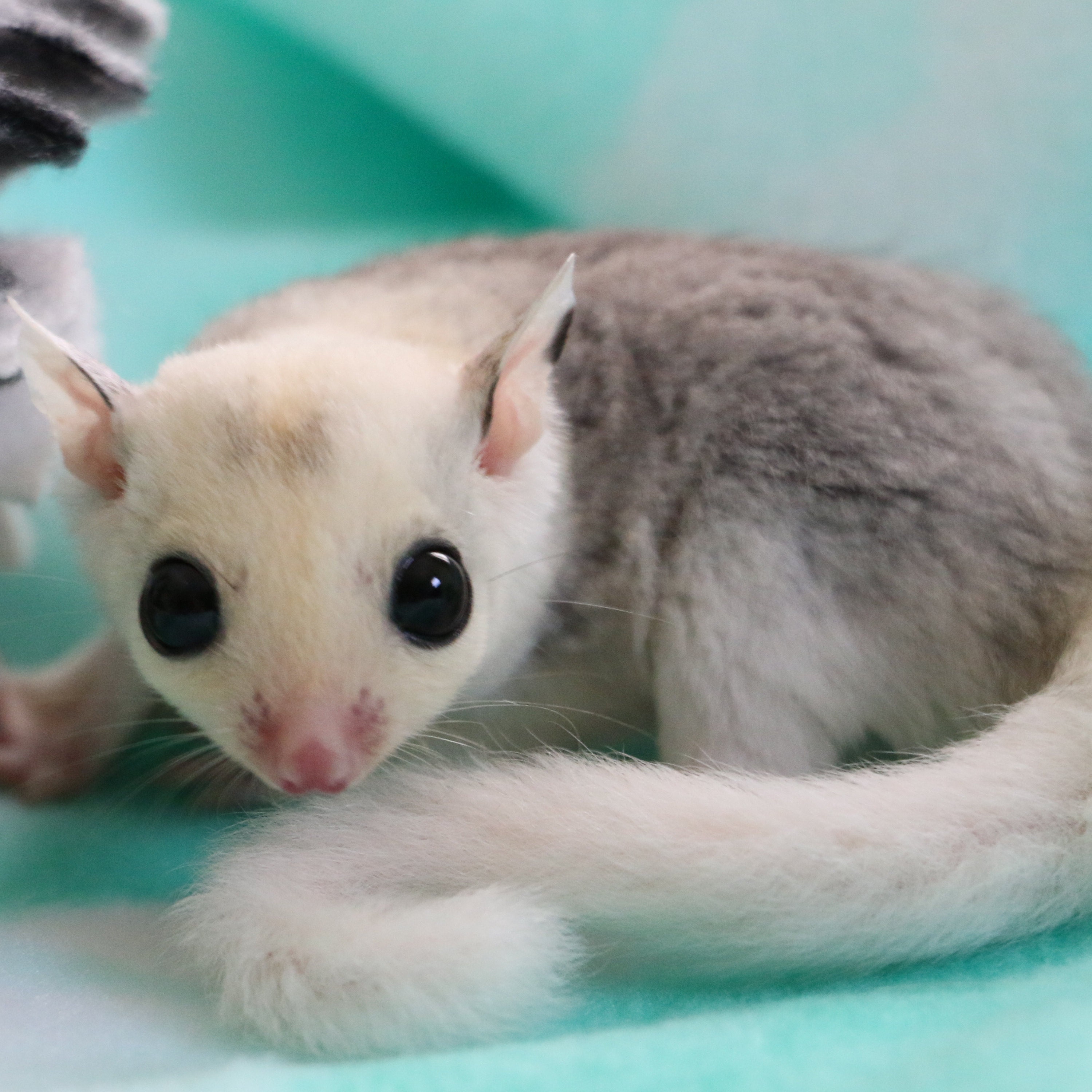 Forest 3-Piece Custom Sugar Glider Cage Set