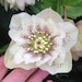 HelleboreHandmade