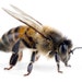 Heritage Bee Farm