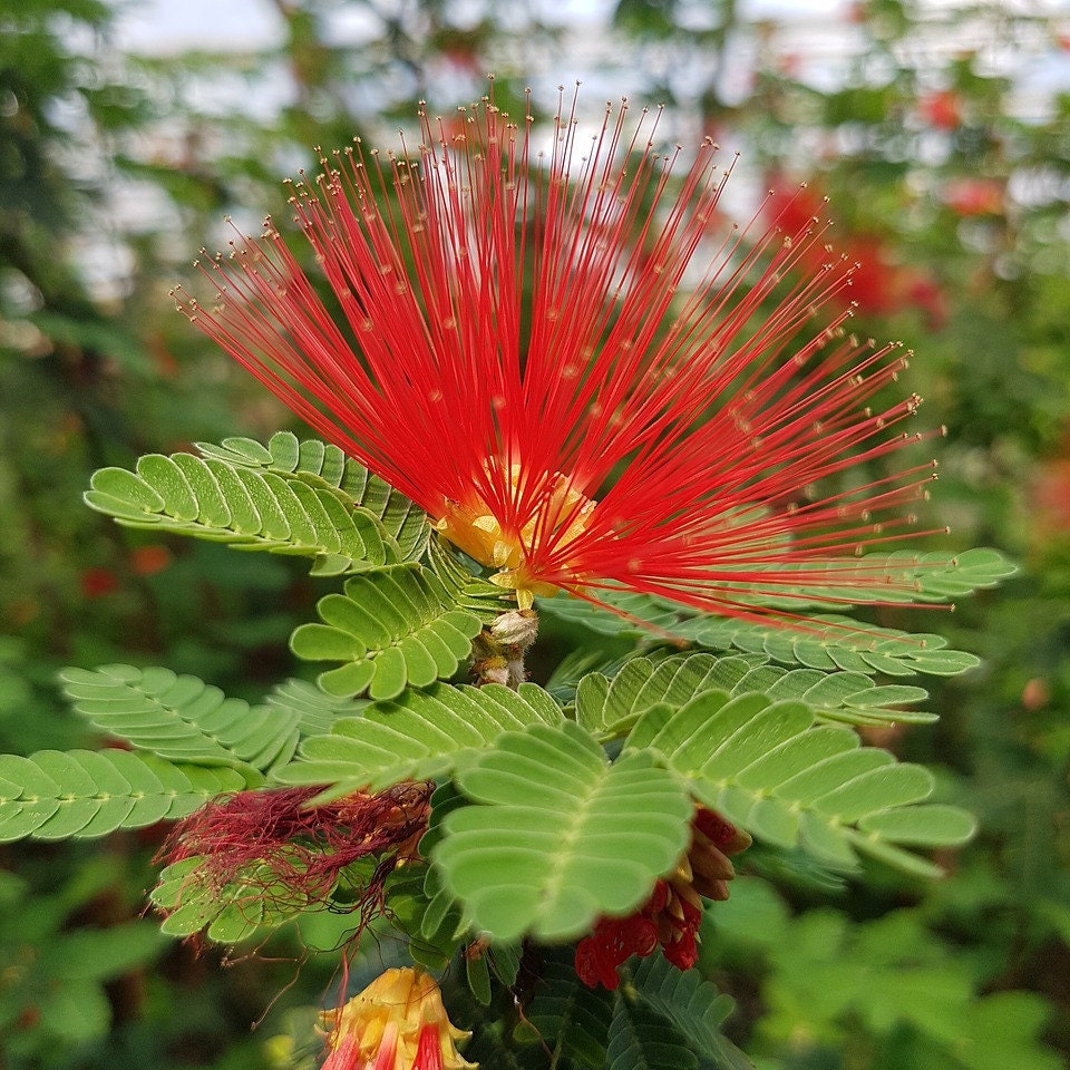 Goethea strictiflora