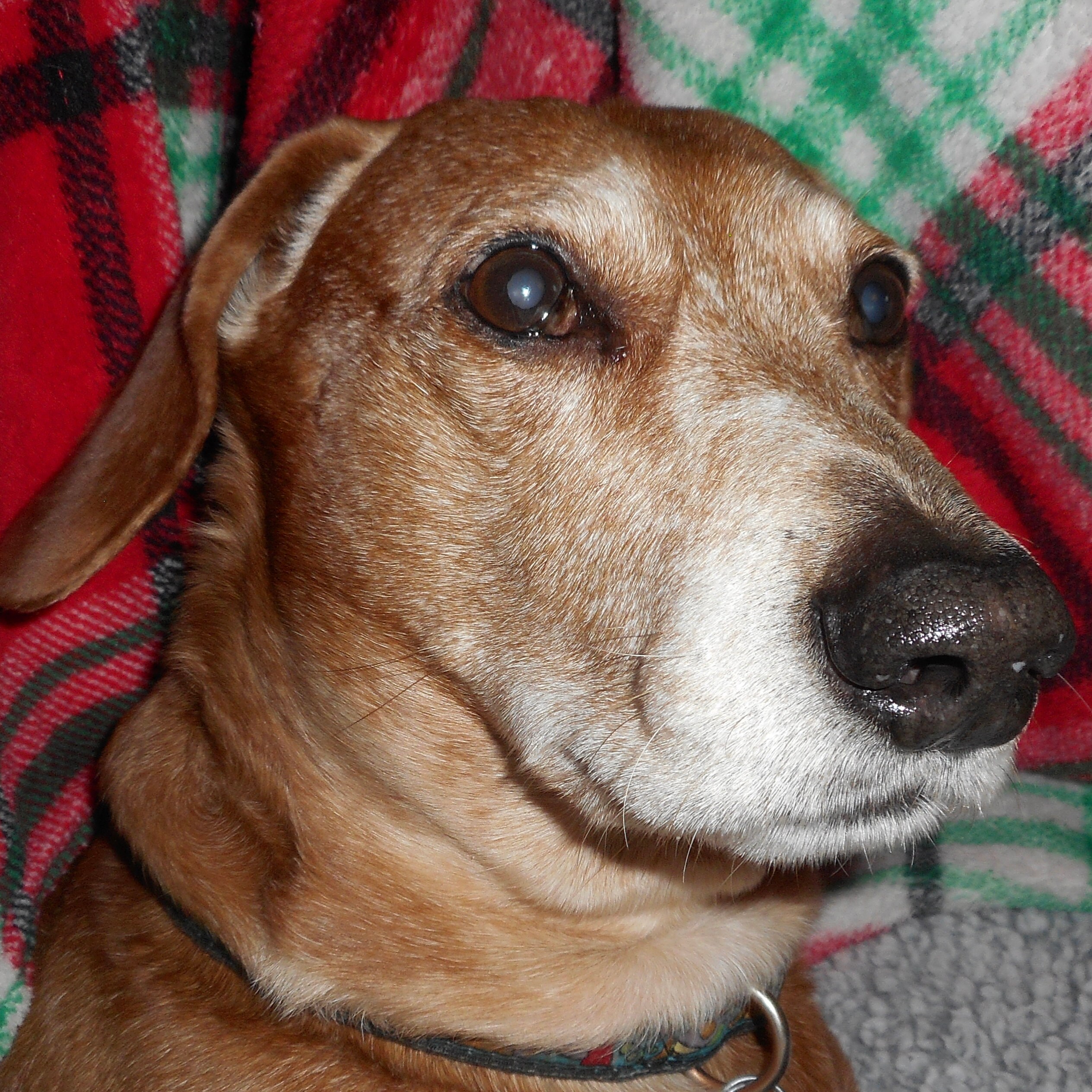 Antike Parco Super Violett Ray Maschine Mit 4 Elektroden Quack | Etsy