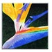 DiDesignsGraphics