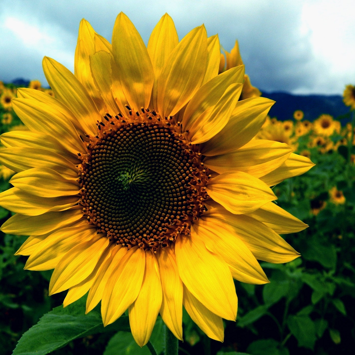 Подсолнух 24. Подсолнух 24. Подсолнух кримсон. Маленький подсолнух. Подсолнух 24.