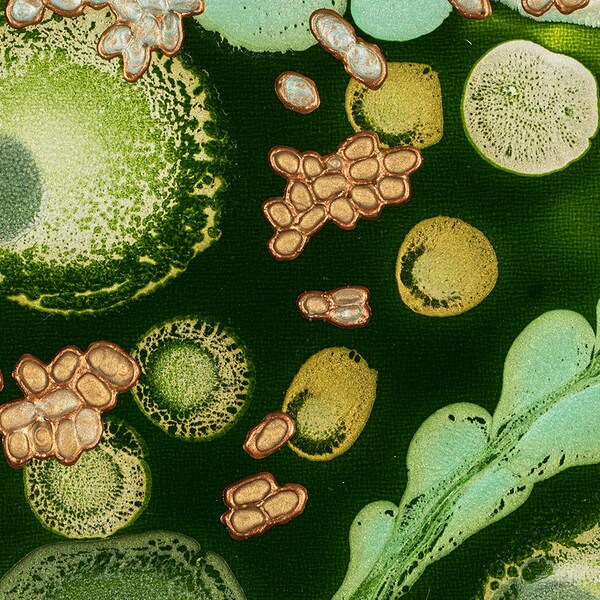 Plant Cell Key Chain Key Ring Cell Biology, Biology Gift, Key Chain ...